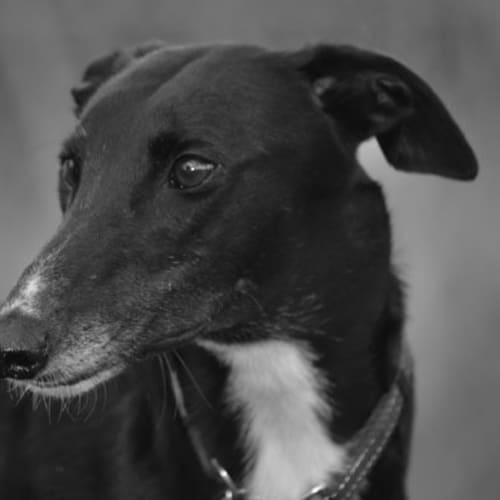 No photo for Ebony (Cat Friendly)