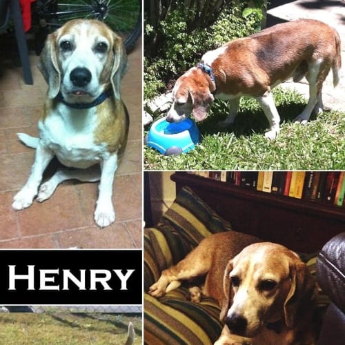 No photo for Henry