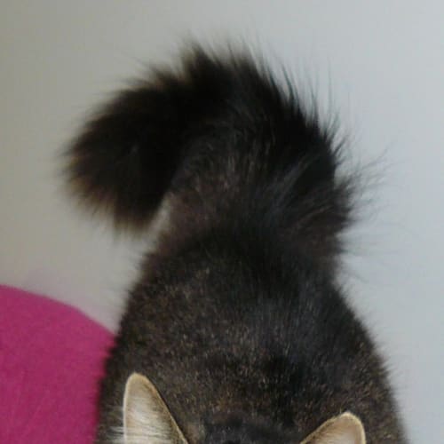 No photo for Polly