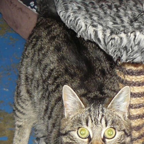 No photo for Jellybean