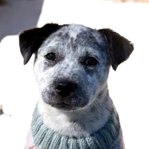 No photo for Nia (Formerly Biscuit) (New South Wales)