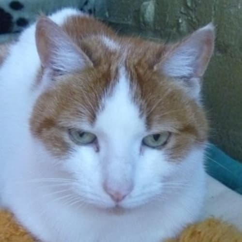 No photo for Puss 766866