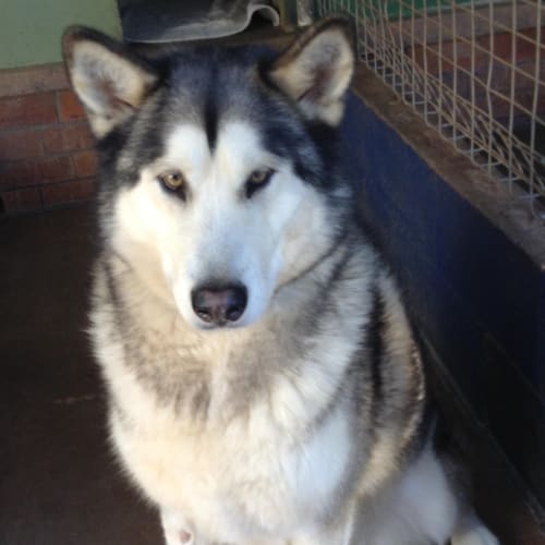 No photo for Meisha