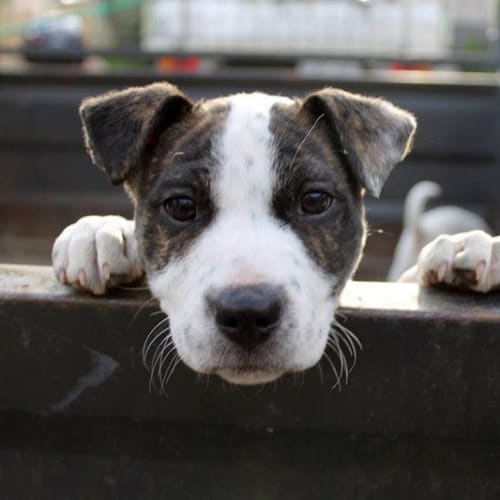 No photo for Hank (New South Wales)