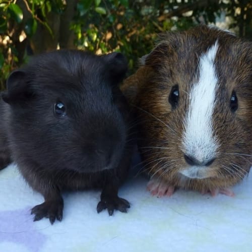 No photo for Oliver And Lucas