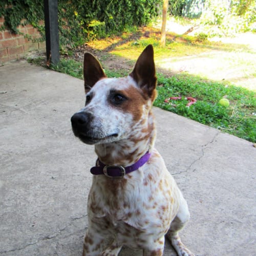 No photo for Rosie (New South Wales)