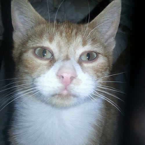 No photo for Gerald *Meet/Adopt Me 24th August*