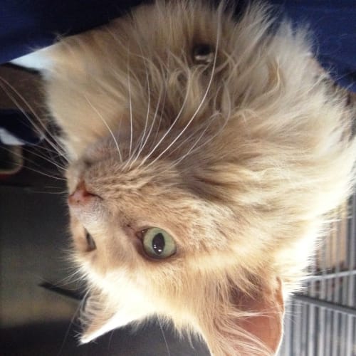 No photo for Saffron