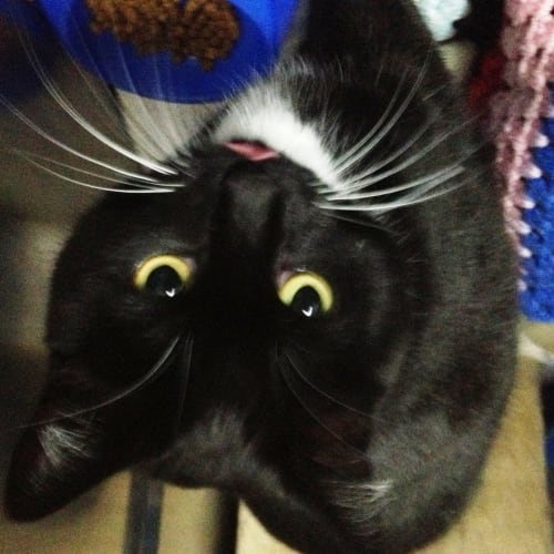 No photo for Magpie