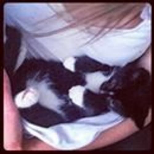 Lilly (9 wk old, beautiful kitten)