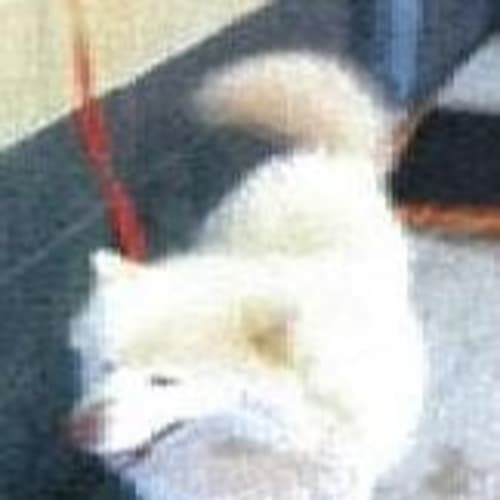 No photo for Pepples