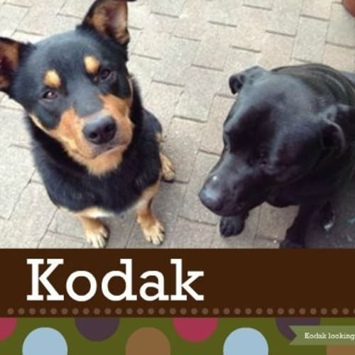 No photo for Kodak Located Sydney
