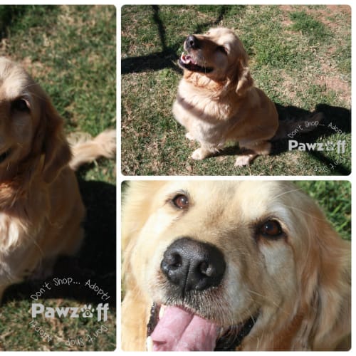 No photo for Buster   345/13
