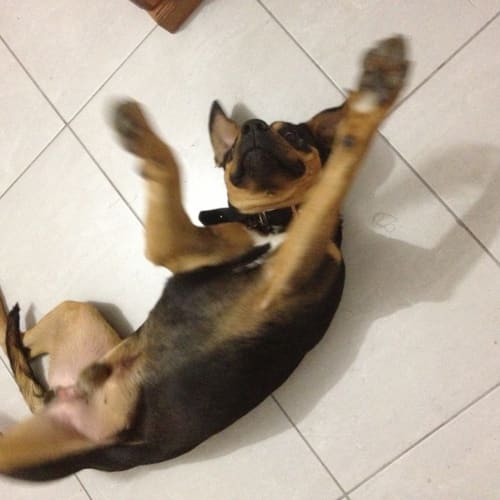 No photo for Happy Harley