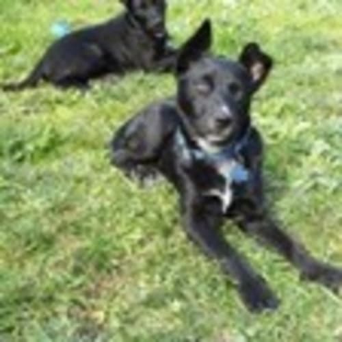 No photo for Clarkie The Bc X Is Confident With Kids/Dogs/Cats