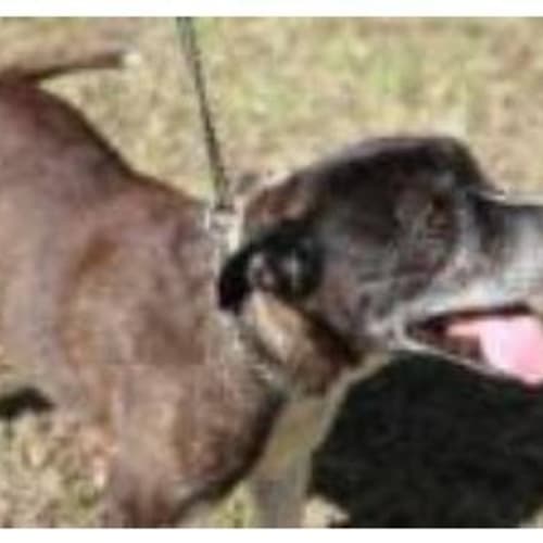No photo for *On Trial* Chocco   Golden Oldie