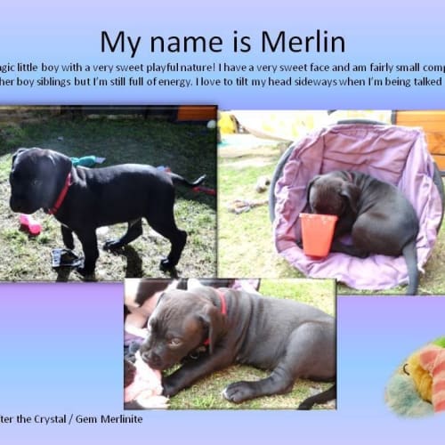 No photo for *On Trial* Merlin