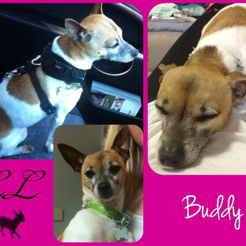 Buddy
