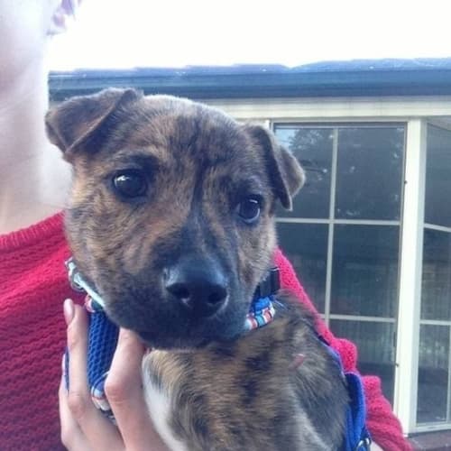 No photo for Luca ** A Shepherd X Little Man**