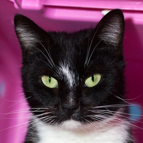 No photo for Daisy