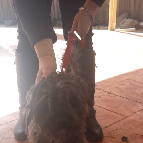 No photo for Coco
