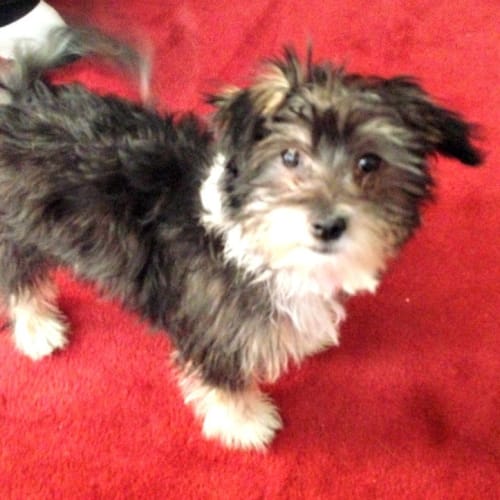 Bangles - Special Needs