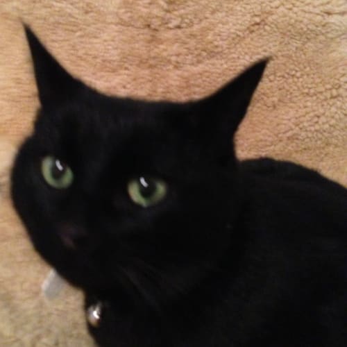 No photo for Rescue A Cat Inc.   Truffles