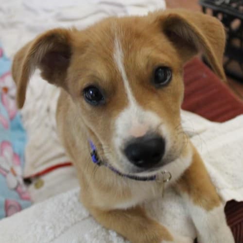 No photo for Archie (D2494)