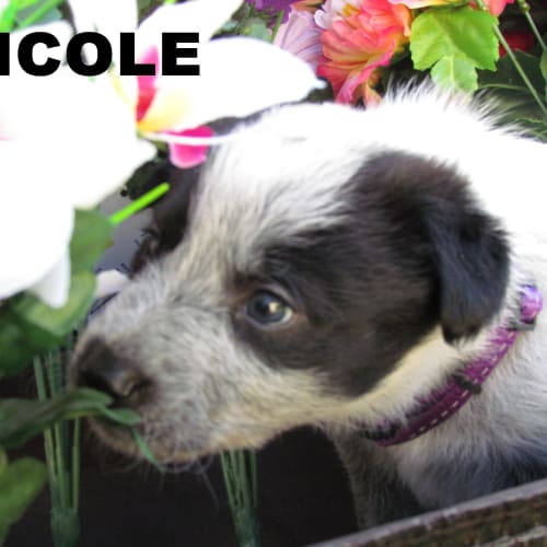 No photo for Nicole 