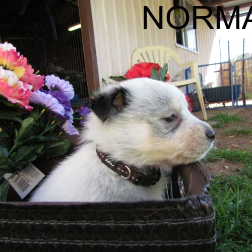 No photo for Norman