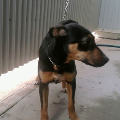 No photo for Willow (New South Wales)