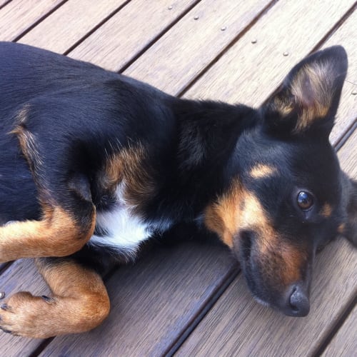 No photo for Ponyo   Currently On A 2 Week Trial