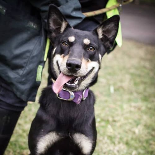 No photo for Chevy (New South Wales)