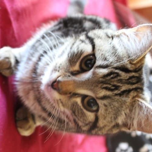 No photo for Carlton (C2119) Adoption Pending