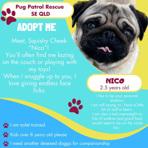 Nico the Pug