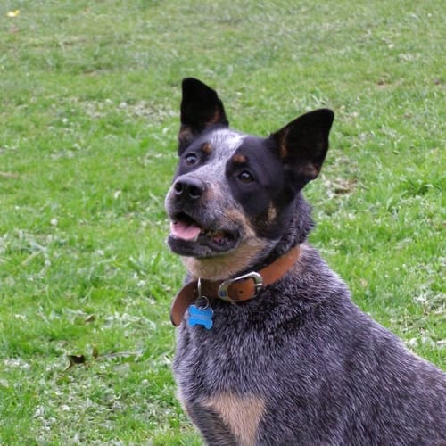 No photo for Jumping Jolly Ms Jessie Blue