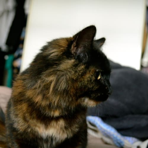 Piper - Your little snuggly shadow