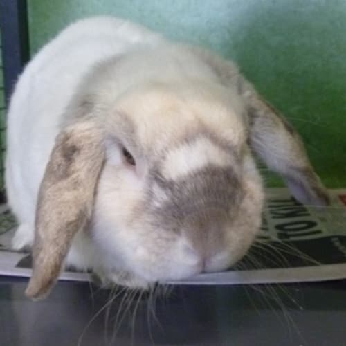 No photo for Ricky 767371