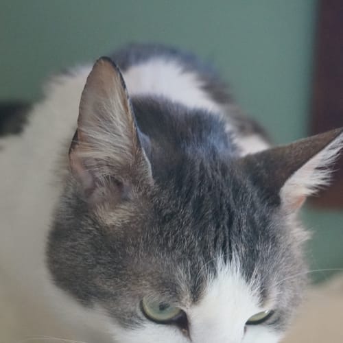 No photo for Pound Cats | Mimi