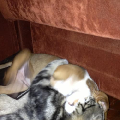 No photo for Puppy Penny (On Trial 28/8/13)