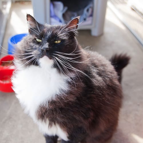 No photo for Sookie Id15426
