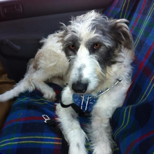 No photo for Phoebe (On Hold Pending Adoption)