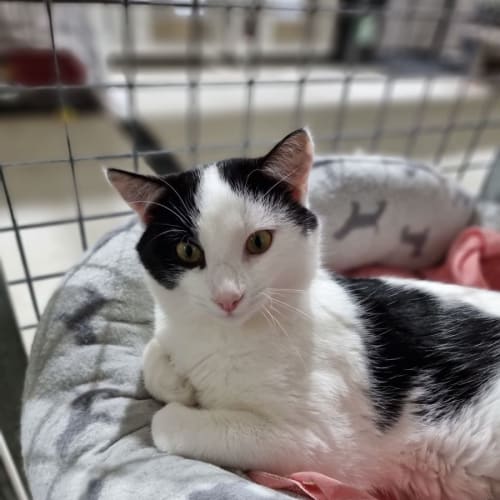 Milo (Petstock)