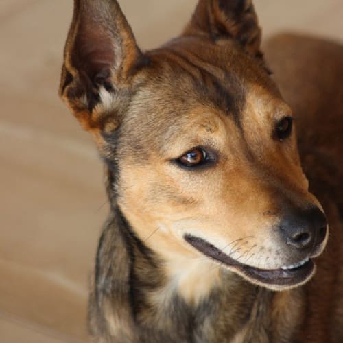 Maggie