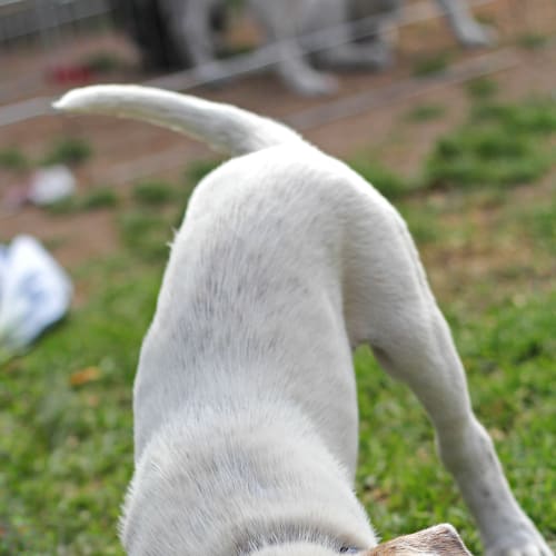 No photo for Puppy Tex (On Trial 12/10/13)