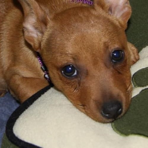 No photo for Lilly Belle (D2500) 