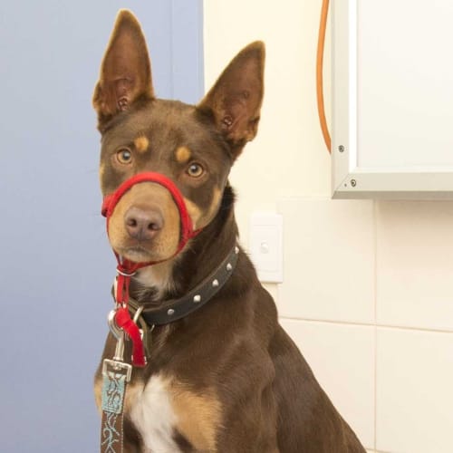 Pasco