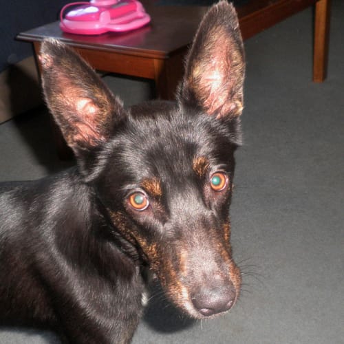 No photo for Rita (New South Wales)