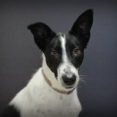 No photo for Rosey
