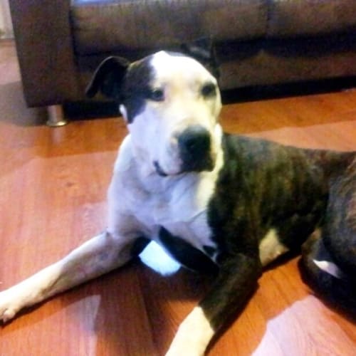 Sammy - Special needs !!!!!